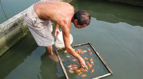 養魚的人